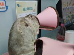 -半岛宠物医院24小时(科华中路店)