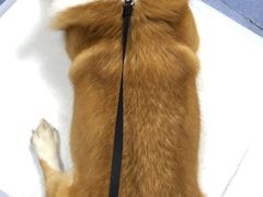 -美联众合爱康动物医院•复杂内科•肿瘤科•牙科•腔镜诊疗中心