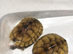 -灵龟之家百象馆(百象馆联合旗舰店)