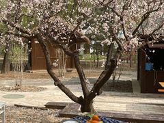 -南宫五洲植物乐园