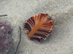 -北海金海湾红树林生态旅游区