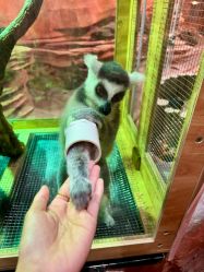 -Zoolung Zoolung动物主题公园(海信广场店)