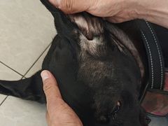 -瑞派福兴宠物医院犬猫全科·骨科·中西医结合(河东店)