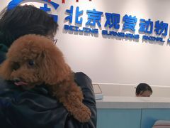 -北京观赏动物医院·24小时大型综合·猫专科·异宠专科