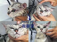 -汪小喵宠物·戴维斯乐芳希施宠馨宝皮毛调理洗护店