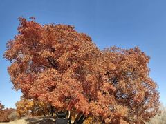 -五角枫生态旅游景区