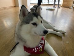 -Husky Go! 哈士奇体验馆·宠物咖啡厅狗咖