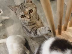 -楼上猫咖(罗湖店)