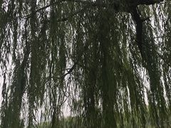-月湖风景区