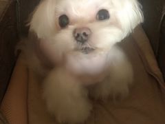 -爱侣宠医·鹦鹉专科·小型哺乳类·异宠专科(灵石路店)