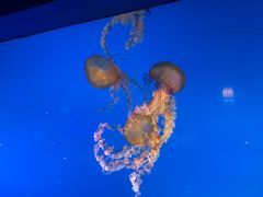 -太平洋海底世界