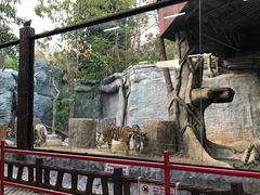-清迈夜间动物园