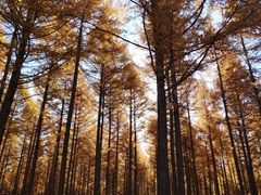 -塞罕坝国家级自然保护区