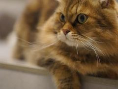 -猫儿山۰猫主题餐厅
