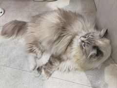 -纳吉亚猫专科动物医院·北北分院