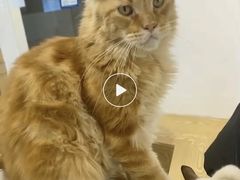 -Heymao猫咖.咖啡厅(东门店)