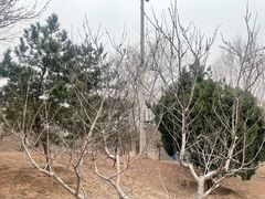 -绿堤公园