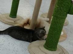 -喵园·猫主题咖啡厅·撸猫·猫咖(国贸店)