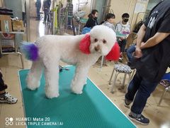 -优缇多格专业宠物美容师培训学校