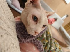 -MOCHA明星猫咖(田子坊店)