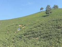 -帐篷客·溪龙茶谷度假酒店