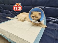 -爱派特动物医院·全科诊疗中心