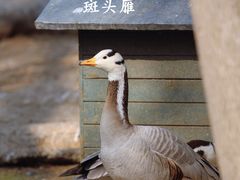 -北京动物园