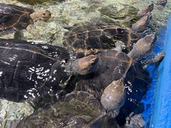-顺德南宏海立方海洋公园