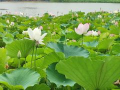 -莲花池公园