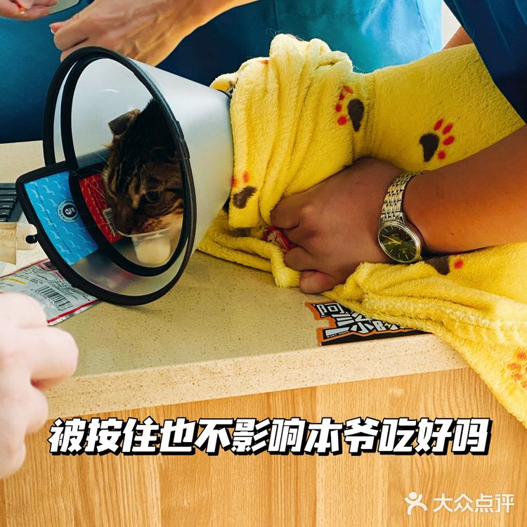 体验|猫咪打疫苗—丢脸丢到姥姥家🐈👵🏻