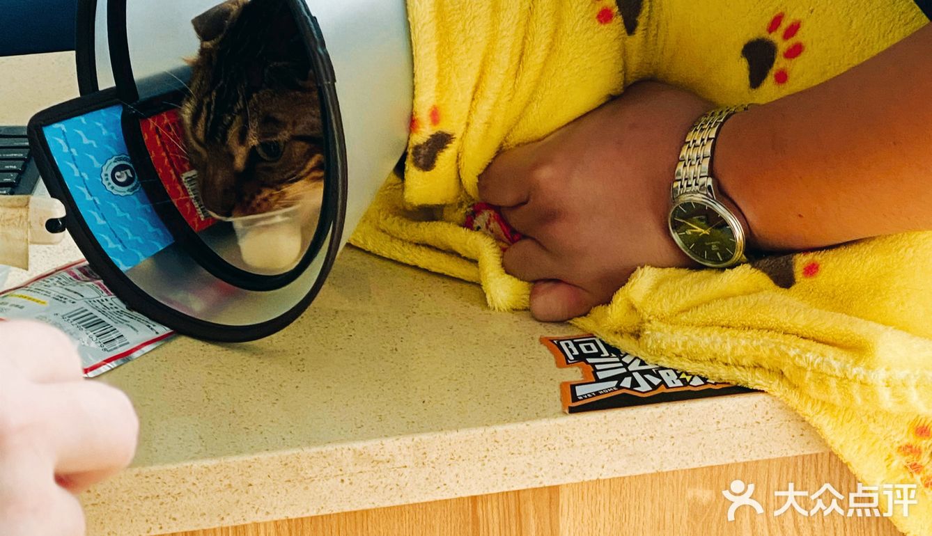 体验|猫咪打疫苗—丢脸丢到姥姥家🐈👵🏻