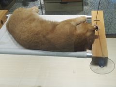 -momokira米努特·德文卷毛猫·棉花面纱犬