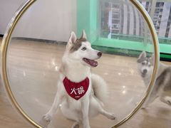 -Husky Go! 哈士奇体验馆·宠物咖啡厅狗咖