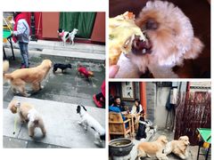 -百好乐宠物友好餐厅(朝外大街店)