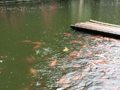-千岛湖东南湖区