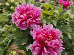 -洛阳郁金香牡丹园