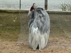 -盐城丹顶鹤湿地生态旅游区