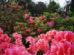 -梧桐山风景名胜区