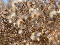 -野鸭湖国家湿地公园