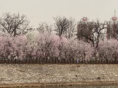 -桃花堤公园
