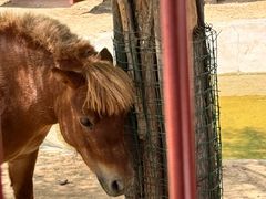 -鄂尔多斯野生动物园
