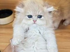 -猫十亿·布偶金渐层·曼基康矮脚猫舍(青年路店)