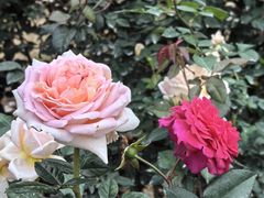 -人民公园(罗湖区)