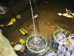 -老张烤羊(王哥庄店)