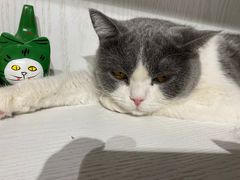-猫小院猫主题餐厅(三里屯店)