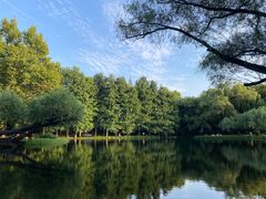 -上海共青森林公园