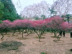 -武汉大学-樱园