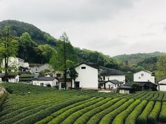 -阿巧茶庄