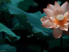 -荔湾湖公园