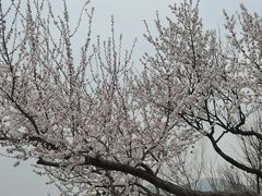 -香山公园